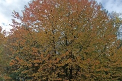 IMG_20251017_185552