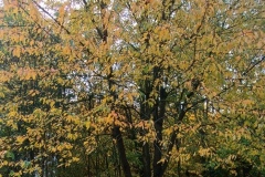 IMG_20251017_190556